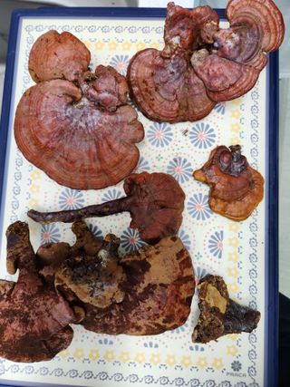 김영옥님의 자유주제 · 자유게시판 작성글 사진