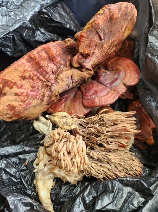 김영옥님의 자유주제 · 자유게시판 작성글 사진