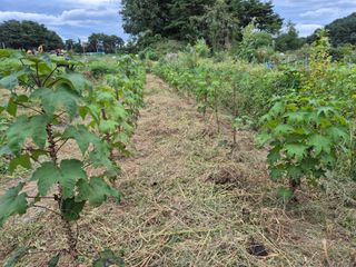 김숙향님의 두릅 · 영농일지 작성글 사진