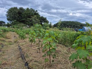 김숙향님의 두릅 · 영농일지 작성글 사진