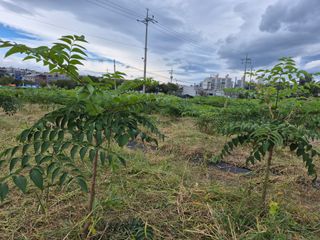김숙향님의 두릅 · 영농일지 작성글 사진