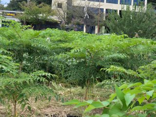 김숙향님의 두릅 · 영농일지 작성글 사진