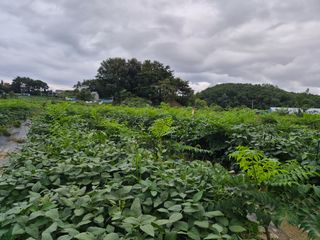 김숙향님의 두릅 · 영농일지 작성글 사진