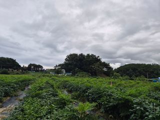 김숙향님의 두릅 · 영농일지 작성글 사진