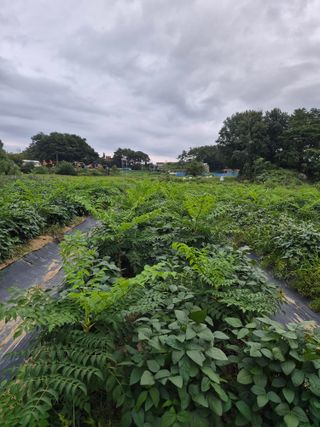 김숙향님의 두릅 · 영농일지 작성글 사진