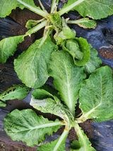 팜모닝 농사, 무엇이든 물어보세요!·참여글 게시글 이미지