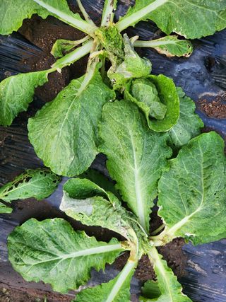 시지노인님의 농사, 무엇이든 물어보세요! · 참여글 작성글 사진