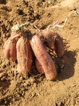 팜모닝 10월 내 농작물 자랑하기·참여글 게시글 이미지