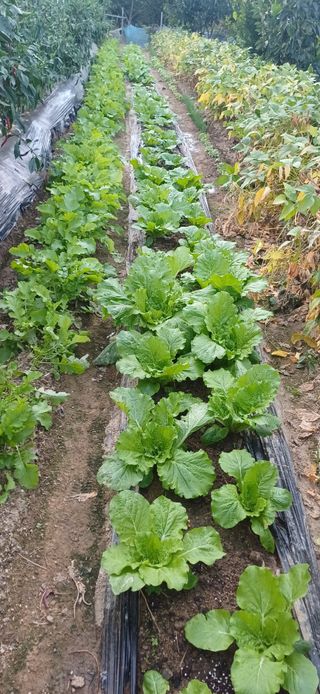 초보퍼머5도2촌준비님의 자유주제 · 자유게시판 작성글 사진