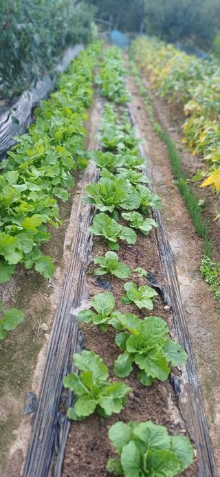 초보퍼머5도2촌준비님의 자유주제 · 자유게시판 작성글 사진