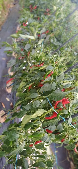 초보퍼머5도2촌준비님의 자유주제 · 자유게시판 작성글 사진