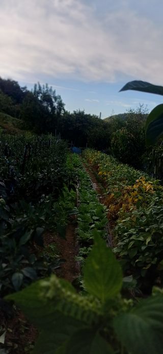 초보퍼머5도2촌준비님의 자유주제 · 자유게시판 작성글 사진