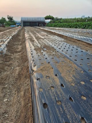 김연숙님의 마늘 · 영농일지 작성글 사진