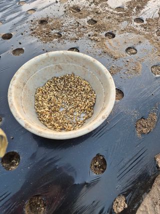 김연숙님의 마늘 · 영농일지 작성글 사진