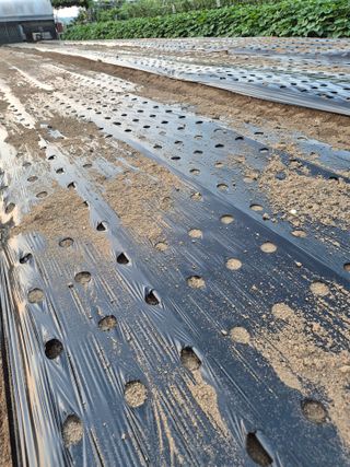 김연숙님의 마늘 · 영농일지 작성글 사진