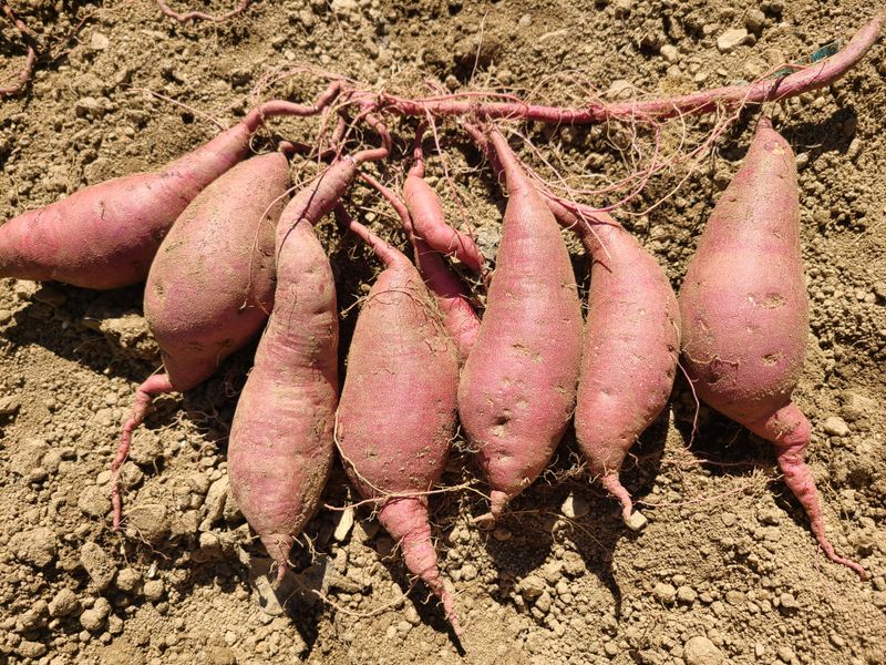 신동익님의 장터 판매 상품 [꿀고구마 ] 첨부 사진