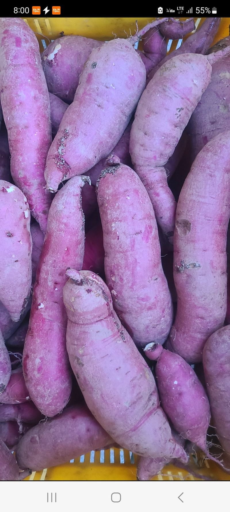 장터 상품 [꿀고구마 ] 썸네일