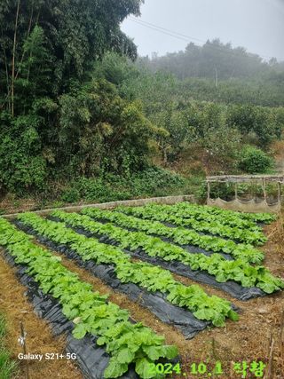 일향 님의 자유주제 · 자유게시판 작성글 사진