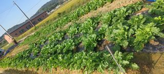 마늘17273님의 10월 내 농작물 자랑하기 · 참여글 작성글 사진