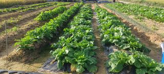 마늘17273님의 10월 내 농작물 자랑하기 · 참여글 작성글 사진