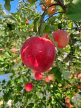 팜모닝 10월 내 농작물 자랑하기·참여글 게시글 이미지