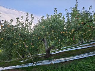 또바기사과(이훈희)님의 10월 내 농작물 자랑하기 · 참여글 작성글 사진