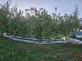 또바기사과(이훈희)님의 10월 내 농작물 자랑하기 · 참여글 작성글 사진
