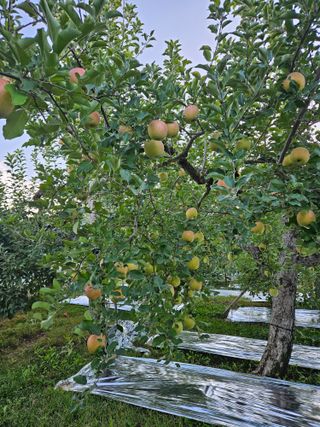 또바기사과(이훈희)님의 10월 내 농작물 자랑하기 · 참여글 작성글 사진