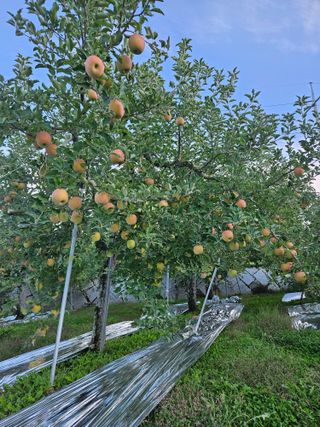 또바기사과(이훈희)님의 10월 내 농작물 자랑하기 · 참여글 작성글 사진