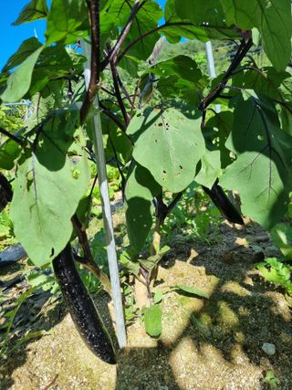 참깨16081님의 10월 내 농작물 자랑하기 · 참여글 작성글 사진