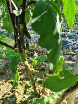 참깨16081님의 10월 내 농작물 자랑하기 · 참여글 작성글 사진