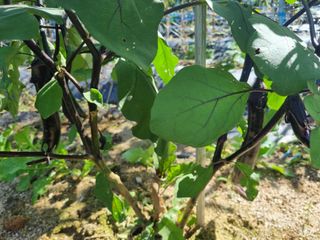 참깨16081님의 10월 내 농작물 자랑하기 · 참여글 작성글 사진