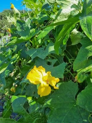 참깨16081님의 10월 내 농작물 자랑하기 · 참여글 작성글 사진