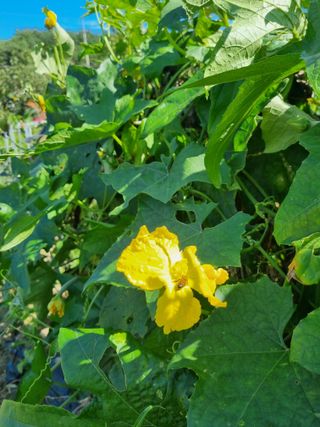 참깨16081님의 10월 내 농작물 자랑하기 · 참여글 작성글 사진