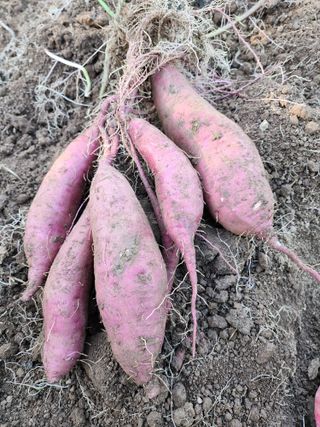 김영옥님의 자유주제 · 자유게시판 작성글 사진