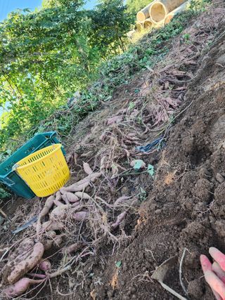 김영옥님의 자유주제 · 자유게시판 작성글 사진