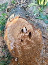 팜모닝 복숭아·병해충상담 게시글 이미지