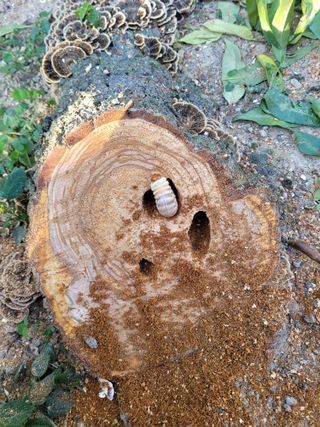 주석룡님의 복숭아 · 병해충상담 작성글 사진