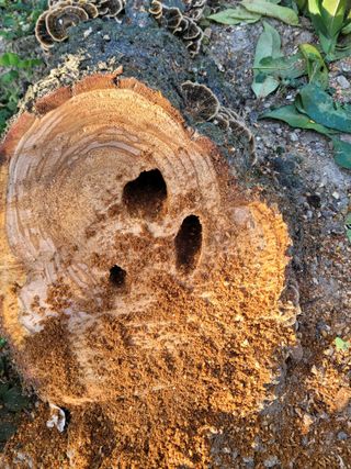 주석룡님의 복숭아 · 병해충상담 작성글 사진