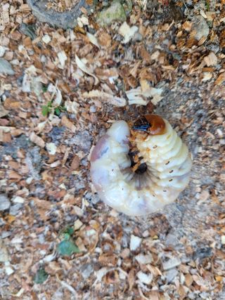 주석룡님의 복숭아 · 병해충상담 작성글 사진