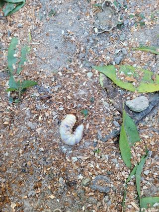 주석룡님의 복숭아 · 병해충상담 작성글 사진