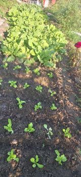 팜모닝 자유주제·자유게시판 게시글 이미지