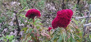 이재갑님의 자유주제 · 자유게시판 작성글 사진