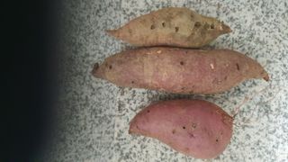 마늘18469님의 고구마 · 병해충상담 작성글 사진