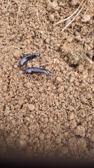 마늘18469님의 고구마 · 병해충상담 작성글 사진