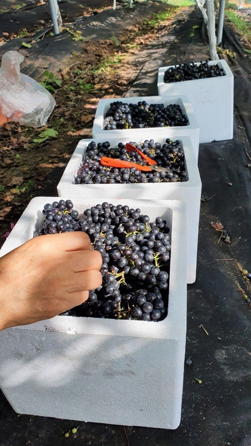 다불산님의 장터 판매 상품 [[체험농원]산머루따기 밤줍기 풋고추] 첨부 사진