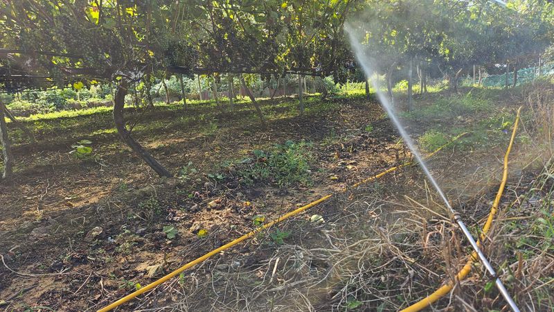 다불산님의 장터 판매 상품 [[체험농원]산머루따기 밤줍기 풋고추] 첨부 사진