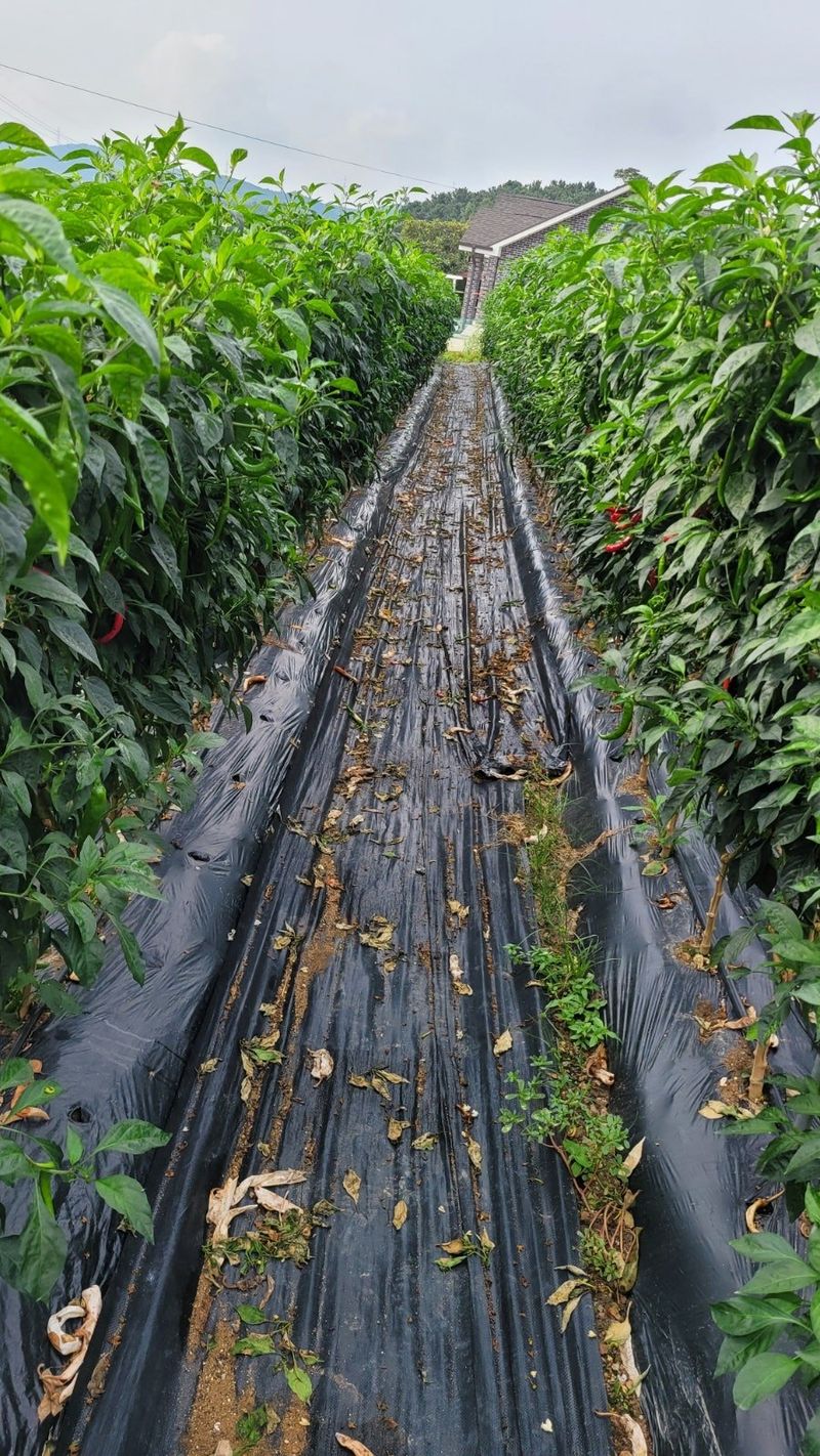 다불산님의 장터 판매 상품 [[체험농원]산머루따기 밤줍기 풋고추] 첨부 사진