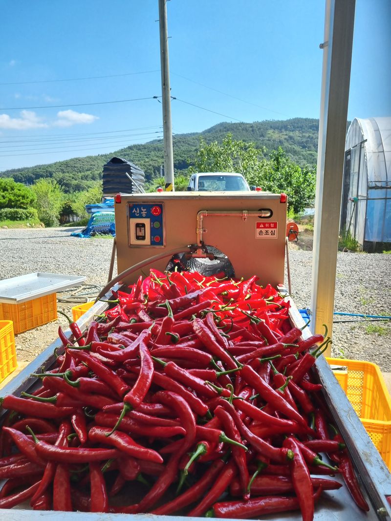 공석래님의 장터 판매 상품 [햇고추가루 직거래 판매] 첨부 사진