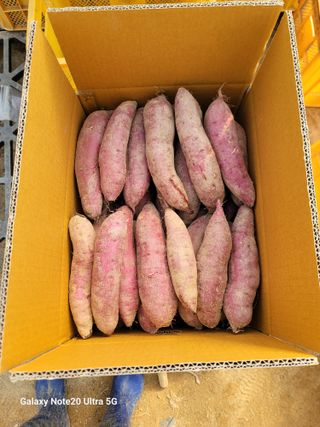 김용민님의 10월 내 농작물 자랑하기 · 참여글 작성글 사진